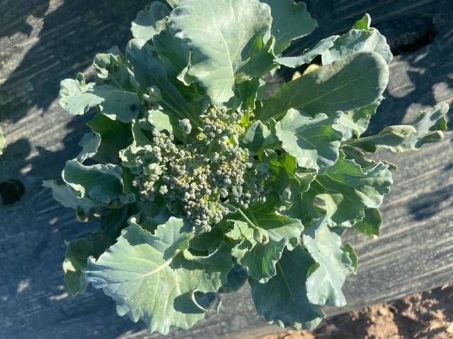 Broccoli heat stress.